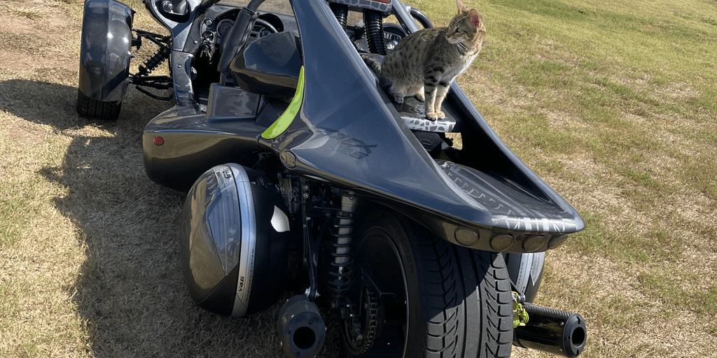 cat on Campagna T-Rex reverse trike