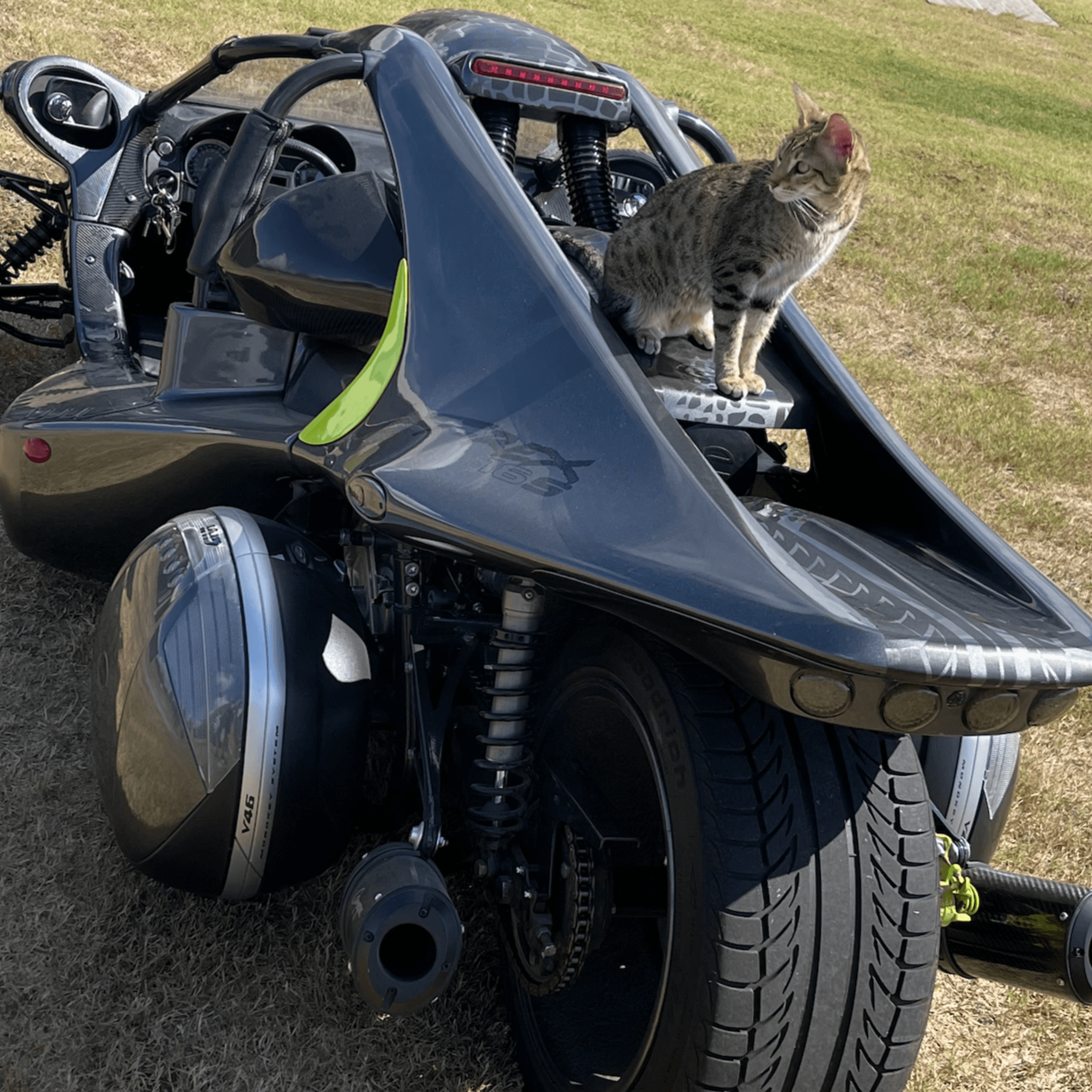 cat on Campagna T-Rex reverse trike